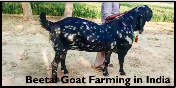 Beetal Goat Farming in India