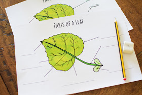 PARTS OF A LEAF Study for Kids: LABELING