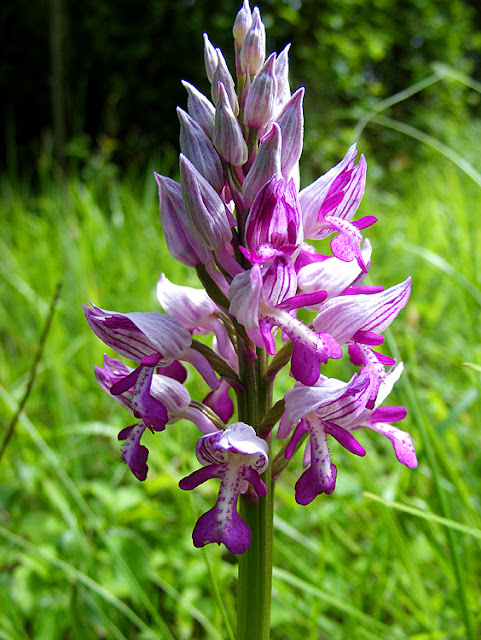 Military Orchid Orchis militaris, Indre et Loire, France. Photo by Loire Valley Time Travel.