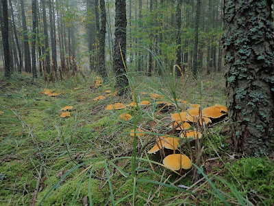 grzyby 2019, grzyby w październiku, grzyby na Ponidziu, borowiec dęty/borowiczak dęty