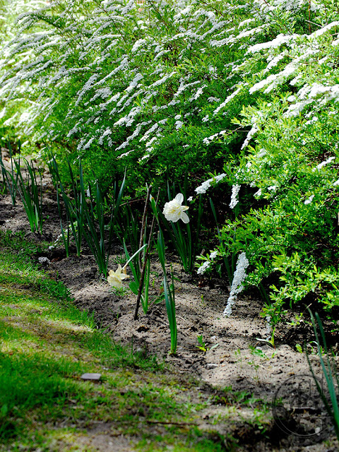 a line of bridal veil spirea shrubs up against the red brick of the O'brien Street Medical Center