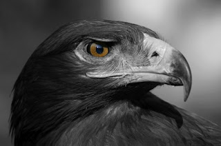 eagle face wilad animal bird picture species aves carnivorous wallpaper