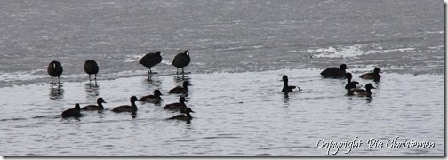 IMG_4695 IMG_4695