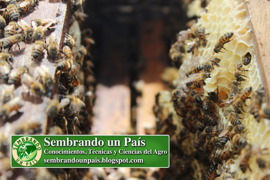 interior de una colmena de abejas interior de una colmena de abejas