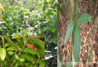 Pulasari Herbal Sejuta Manfaat