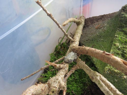 gray tree frog in a terrarium