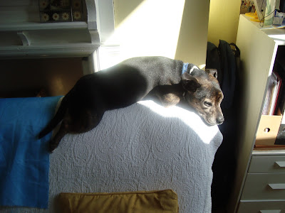 Dog perched on chair in patch of sun.