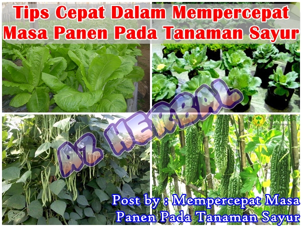 Mempercepat Masa Panen Pada Tanaman Sayur