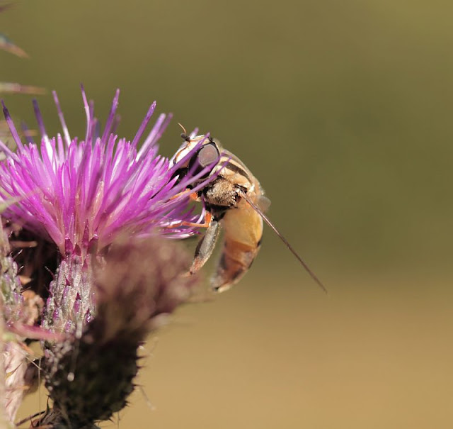 Gemeine Sumpfschwebfliege 