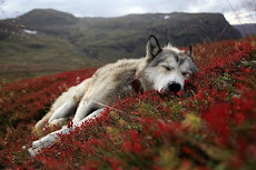 I Love Wolves