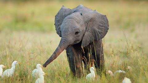 Download Elephant Images 2020 Free HQ Elephant Images