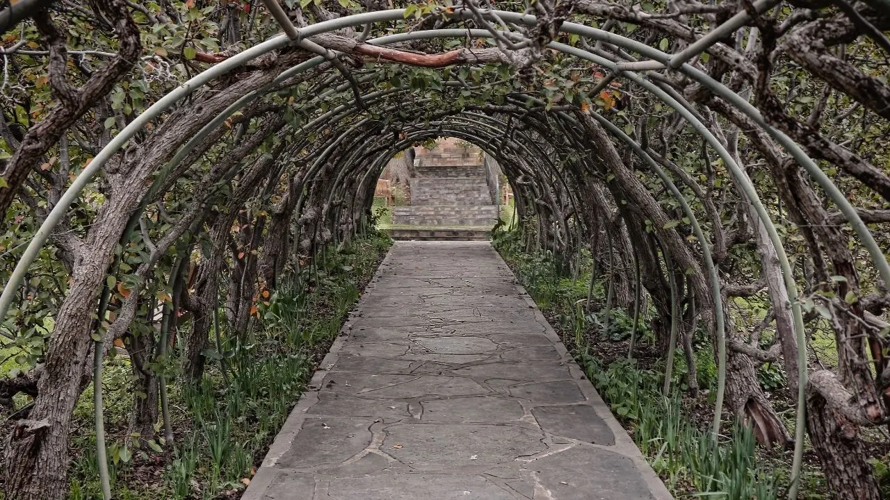 Trees trained over pergola.