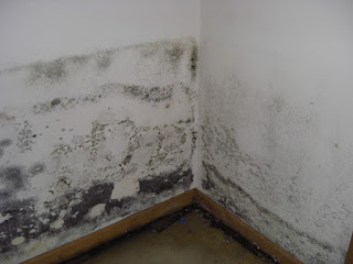 Mold Remediation Chicago