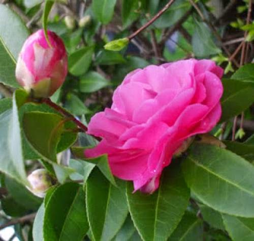Camellia The Flower Of Riches
