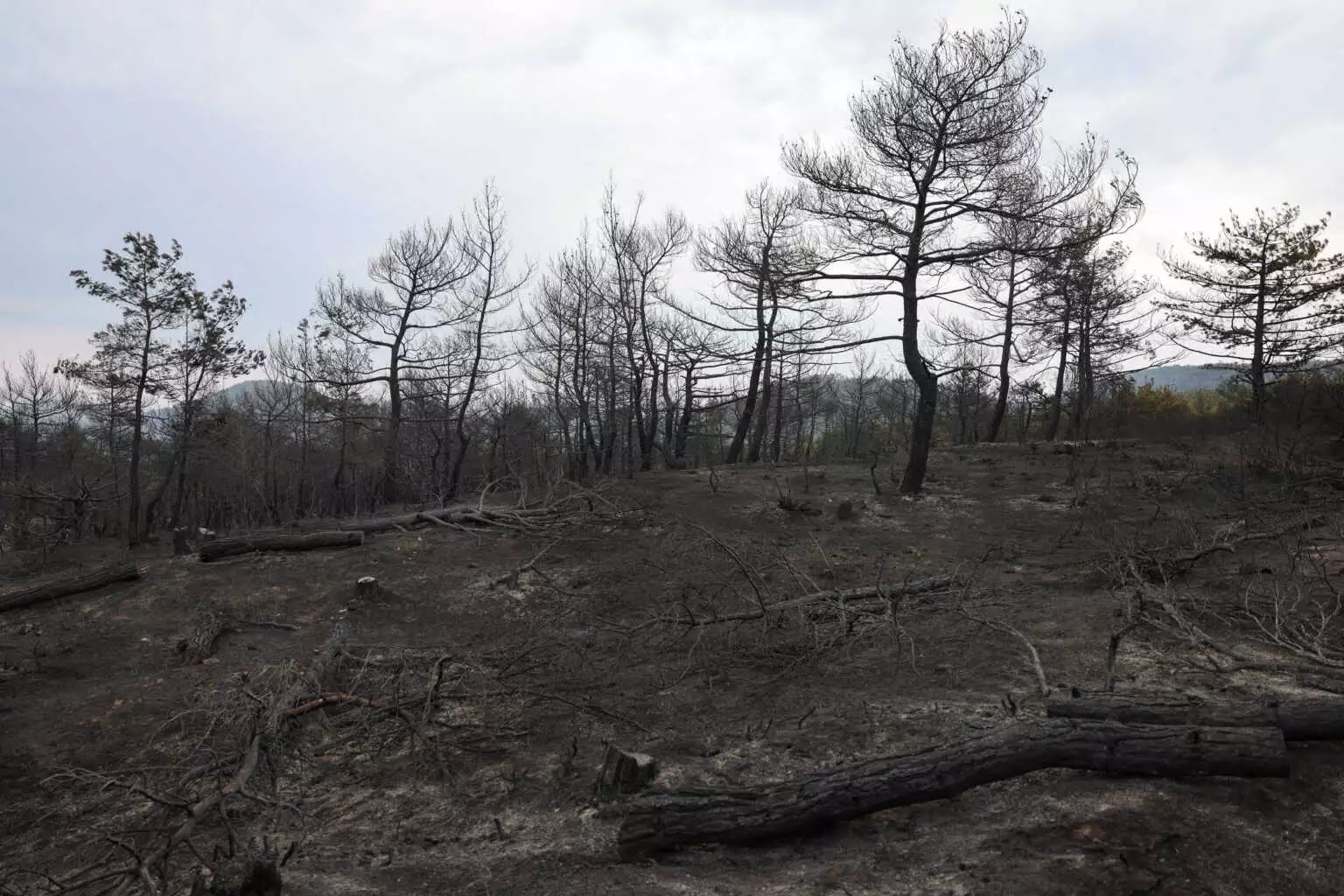 Φωτιά στη Δαδιά: «Από τις μεγαλύτερες οικολογικές καταστροφές στην Ελλάδα»