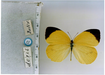 Mariposa limoncito (Eurema deva)