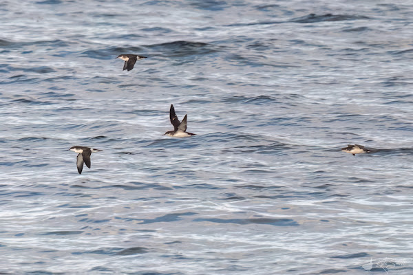 Manx shearwater