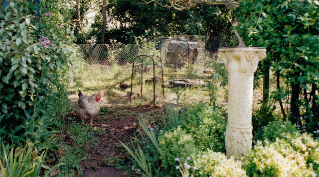 Organic garden poultry