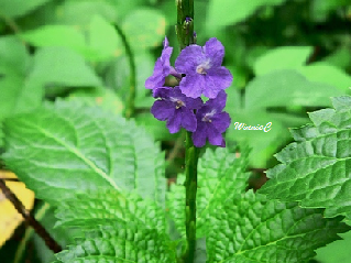 紫花长穗木 156997-紫花长穗木 英文