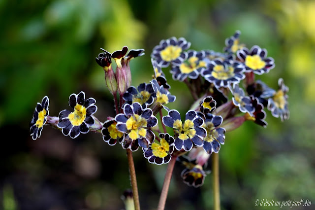 fleur noire coeur jaune