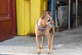 dog, dogs at work, its a dogs life
