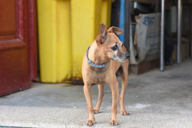 dog, dogs at work, its a dogs life