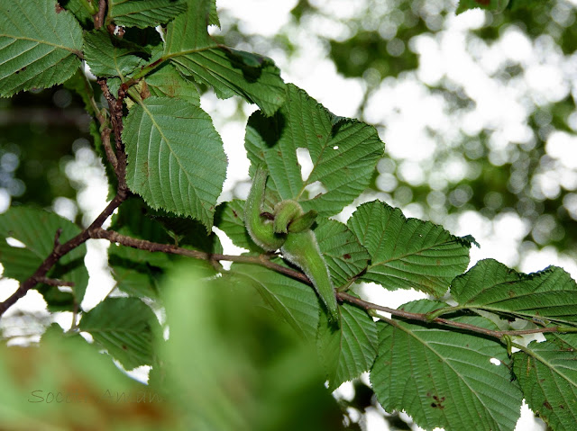 Corylus sieboldiana