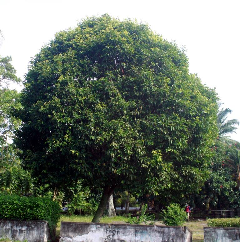 7 Jenis  Pohon  Peneduh untuk  Taman Minimalis dan Halaman  Kecil