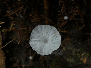 Delicatula integrella - Mycène blanc pur