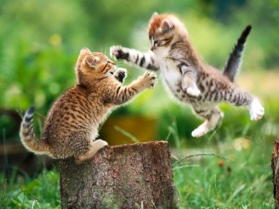 funny pictures of cats fighting. funny cats wallpaper. StarSun