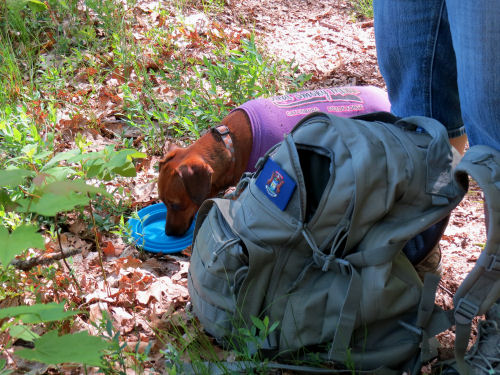 dog drinking