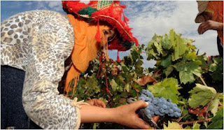 المغرب يسعى لتصدير النبيذ نحو السوق الصينية