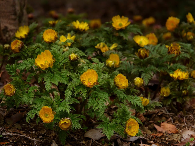 Adonis multiflola