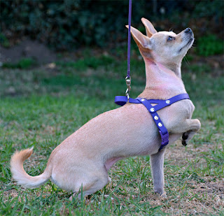 tiny biothane chihuahua harness