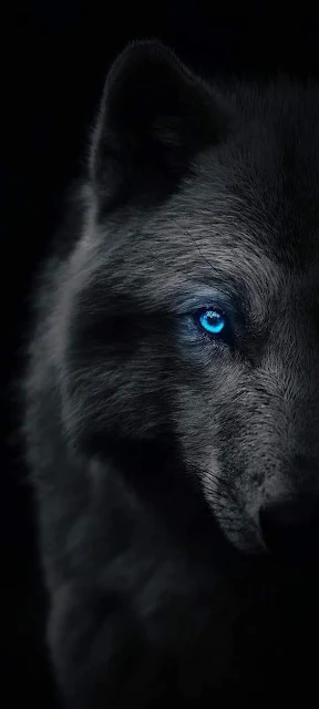 صورة الذئب لغز مخيف مجهول