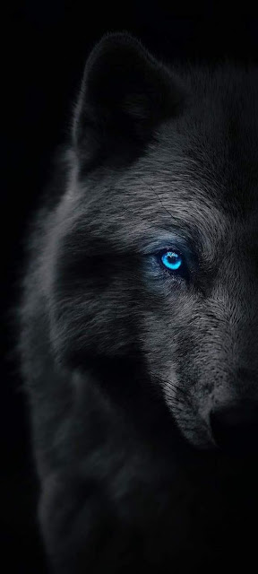 صورة ذئب، غموض مجهول مخيف