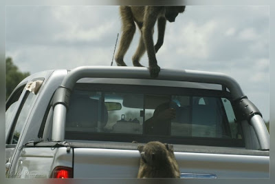 kruger south africa