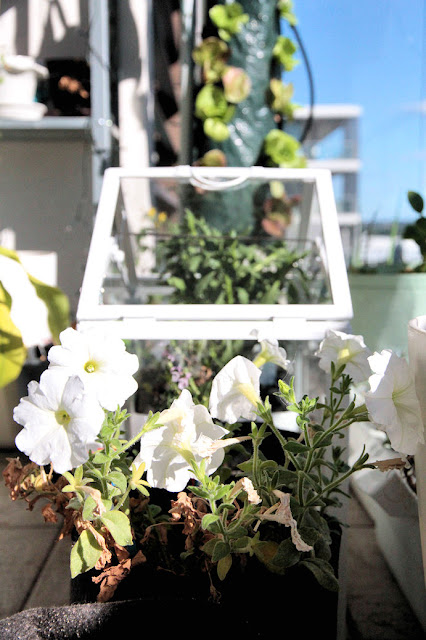 Image of white flowers and glass greenhouse