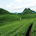 Moc Chau Plateau - land of green tea