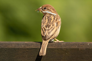 House Sparrow DFBridgeman