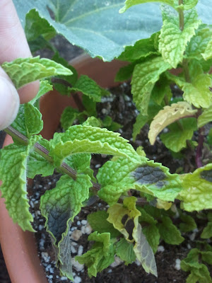 Black mint leaves