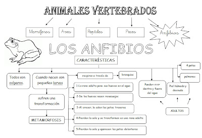 Resultado de imagen de esquemas animales vertebrados