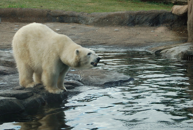 A polar bear stands on shore, preparing to leap.