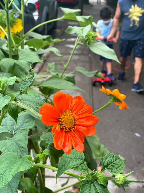 A beautiful flower opens it bloom on a side street in Jackson Heights in the Queens borough of New York City.