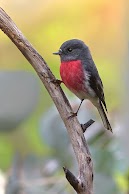 Rose Robin: Male by birdsaspoetry on Flickr (cc)