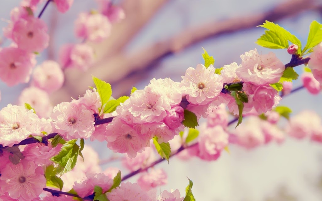 10 Gambar Wallpaper Bunga Sakura  Gambar Top 10