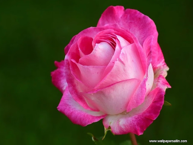 Rose Flower Wallpaper