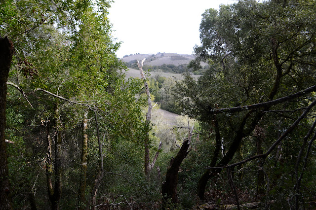 far hills through a break in the trees