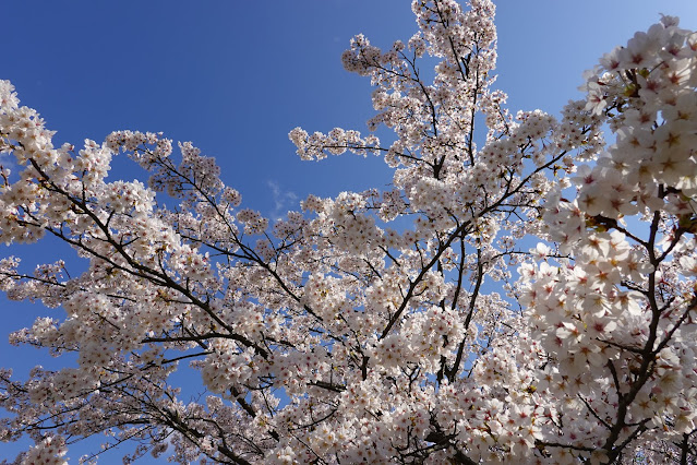 鳥取県西伯郡南部町鶴田　とっとり花回廊　外駐車場の桜