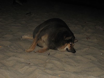 The Worlds fattest dog laying on the beach